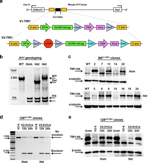 Integration Of Tir Expression Cassette Into Mouse H Locus And