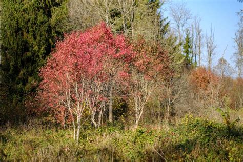 Naked Autumn Trees With Few Red Leaves Stock Image Image Of Person