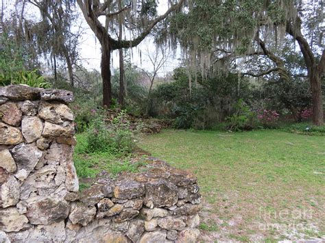 4221 Ravine Gardens State Park Palatka Florida Photograph By Deborah