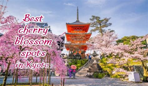 Best cherry blossom spots in Kyoto - fromJapan