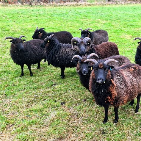 Hebridean Sheep – Slate House Farm