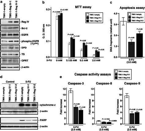 Forced Expression Of Reg IV Inhibits 5 FU Induced Apoptosis A