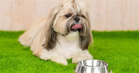 10 Best Dog Foods For Healthy Happy Shih Tzus In 2024