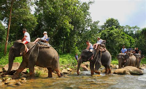 Elephant Trekking And Safari Adventures Layan Gardens