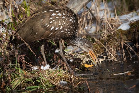 Ohio Rare Bird Sighting Limpkin On Ice Fm Forums