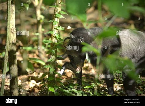 An Offspring Of Sulawesi Black Crested Macaque Macaca Nigra Is