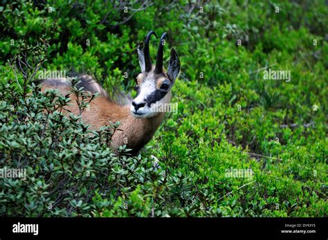 Chamois mountain goat chamoises Rupicapra summer chamois mountain nanny ...