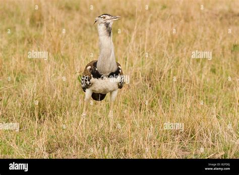 Kori Bustard Ardeotis Kori Stock Photo Alamy