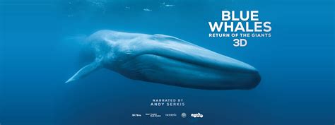 Blue Whales Return Of The Giants 3D And 2D Carnegie Science Center