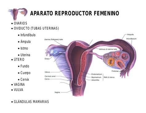 APARATO REPRODUCTOR FEMENINO OVARIOS OVIDUCTO (TUBAS UTERINAS ...