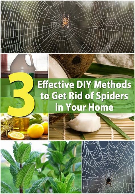 Effective Diy Methods To Get Rid Of Spiders In Your Home Handy Diy