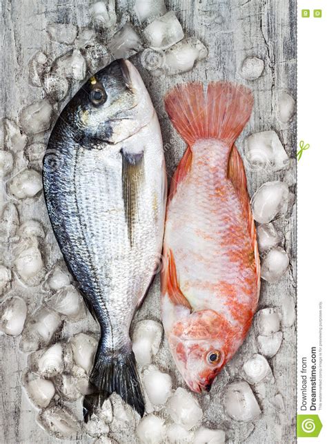 Raw Fresh Dorada And Red Tilapia Fish On Ice Culinary Seafood