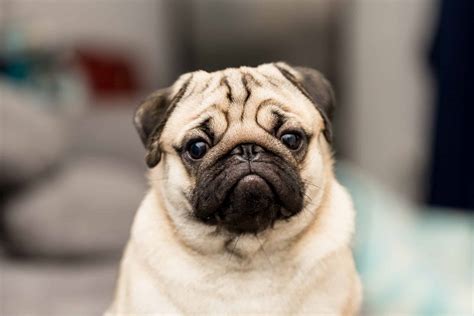 Pug - A-Z Animals