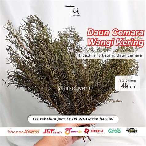 Jual Daun Cemara Wangi Kering Bunga Kering Natural Shopee Indonesia