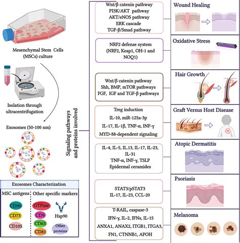 Frontiers The Role Of Exosomes Derived From Mesenchymal Stromal Cells