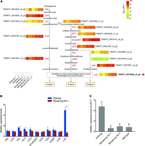 Identification Of Key Gene Expression In The Lignin Synthesis Pathway