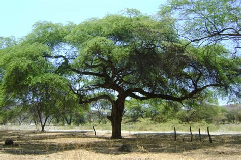 El Cultivo Del Algarrobo En El Per El Algarrobo