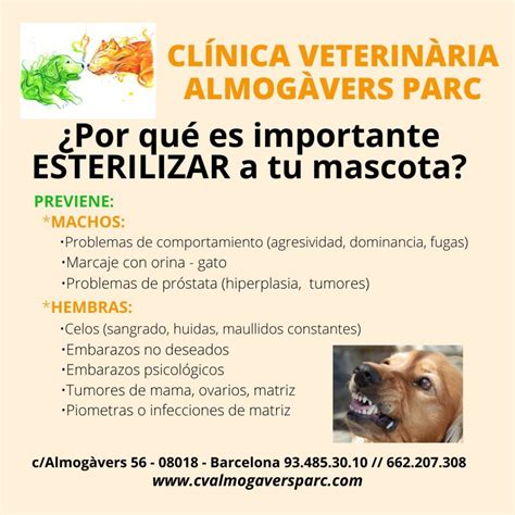 Pueblo Y Condensar En Que Consiste La Esterilizaci N De Un Perro Macho