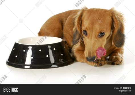 Feeding The Dog Miniature Dachshund Licking Lips After Eating