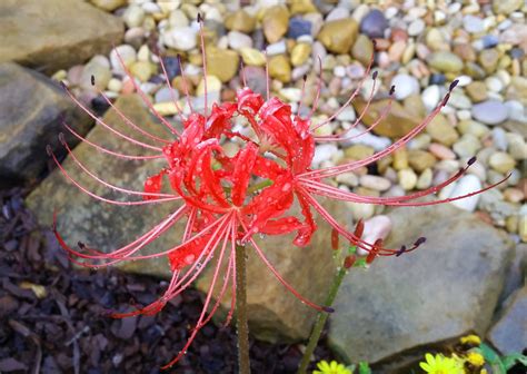 Red Surprise Lily Lycoris Radiata Planters Place