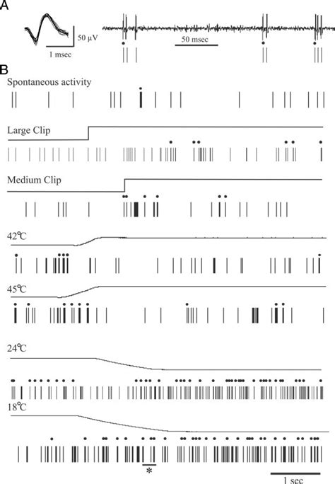 Spike Trains Recorded From A Neuron Classified In The Mrc Group A The