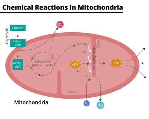 Diagram Showing the Chemical Reactions that Take Place in Mitochondria ...