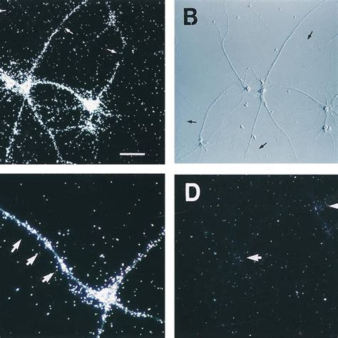 Localization Of BC1 RNA To Dendrites Of Mature Hippocampal Neurons In