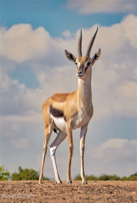 Thomsons Gazelle Eudorcas Thomsonii Savanna Animals Wild Animals