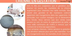 Gestation Du Lapin Dur E Sympt Mes Et Soins