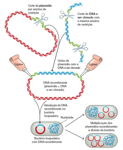 O Que E Dna Recombinante - BioQodex: A Engenharia Genética - Tecnologia do DNA Recombinante