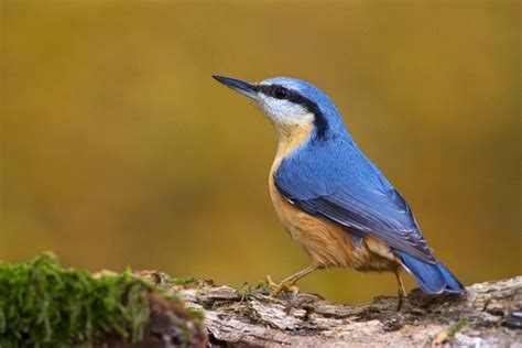 Eurasian Nuthatch by JMrocek on DeviantArt