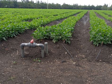 Drip Irrigation In Kenya Grow Abundantly