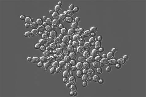 One Gene May Drive Leap From Single Cell To Multicellular Life New