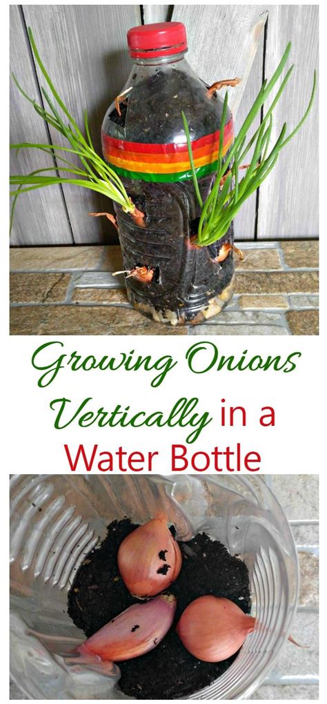 Vertical Onion Garden Fun Kid S Gardening Project