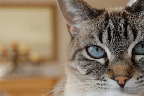 Fotos Gratis Gatito Felino Gris A Rayas De Cerca Mascotas Nariz