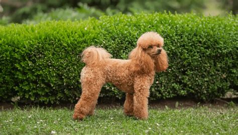 Poodle Miniature | Dog Breed Info, Guide & Care