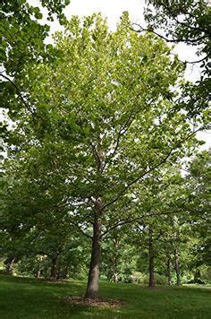 The Best Fast Growing Shade Trees For Your Yard Gardeners Path