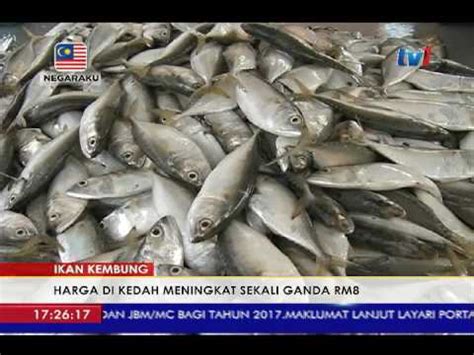 KEDAH HARGA IKAN KEMBONG NAIK RM8 SEKILO HARI INI BERBANDING RM4