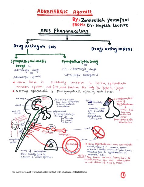 SOLUTION 2 Adrenergic Agonist Drugs 1 Studypool