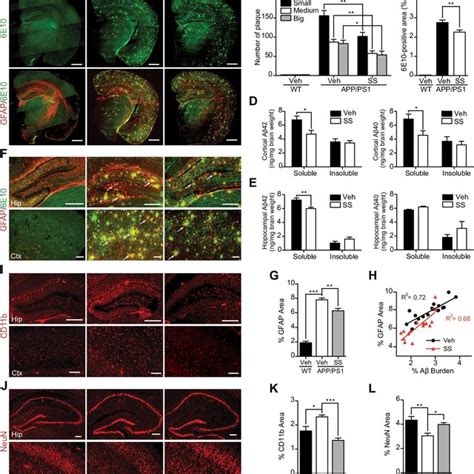 Ss Treatment Alleviates A Levels And Amyloid Plaque Burden Reduces