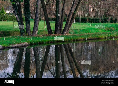 Reflection Of Tree Trunk In Autumn Pond Stock Photo Alamy