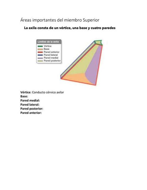 Áreas Importantes del Miembro Superior Tabata Monge Calvo uDocz