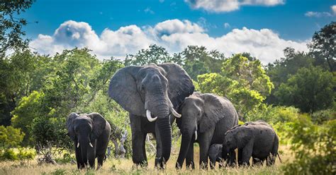 Les éléphants D Afrique En Danger D Extinction Comminges Actus