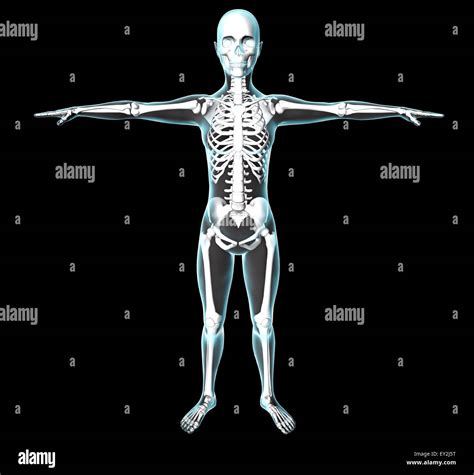 Woman Body And Skeleton On Black Background X Rays View Stock Photo