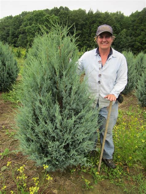 Wichita Blue Juniper Bandb 4 5 Grown At Johnstons Nursery In Erie Pa Usa Evergreen Nursery