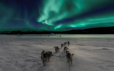 sled dogs movies
