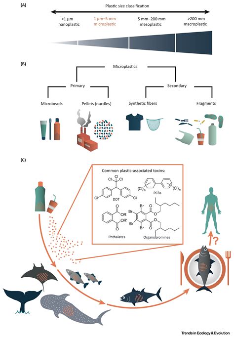 Microplastics No Small Problem For Filter Feeding Megafauna Trends In Ecology And Evolution