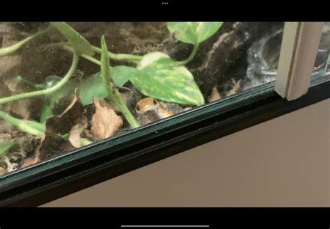 Cornsnake Terrarium setup : r/reptiles