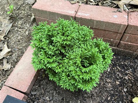 Arborvitae Thuja Occidentalis Tater Tot® In The Arborvitaes Database