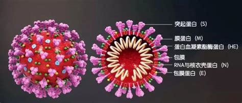 新型冠状病毒冠自我介绍